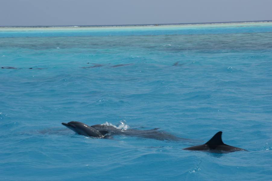Bei den Delfinen
